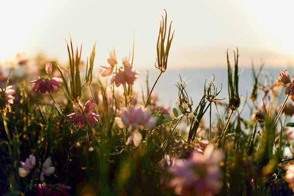 A peaceful close-up of a blooming wildflower field at dawn, sunlight casting a gentle glow.
