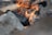A close-up view of burning wood with flames rising from it. The firewood appears charred and surrounded by rocks, suggesting an outdoor setting.