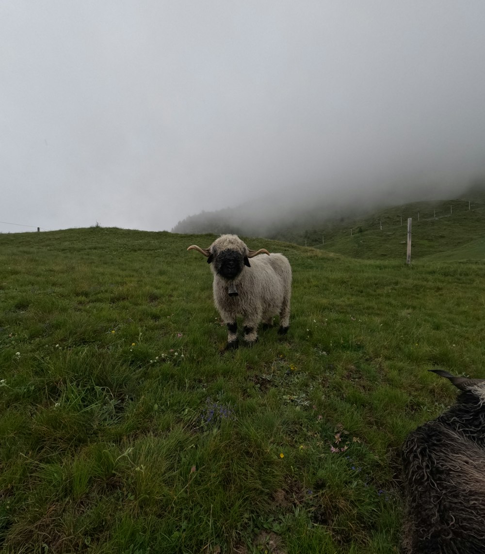 a sheep standing on top of a lush green field