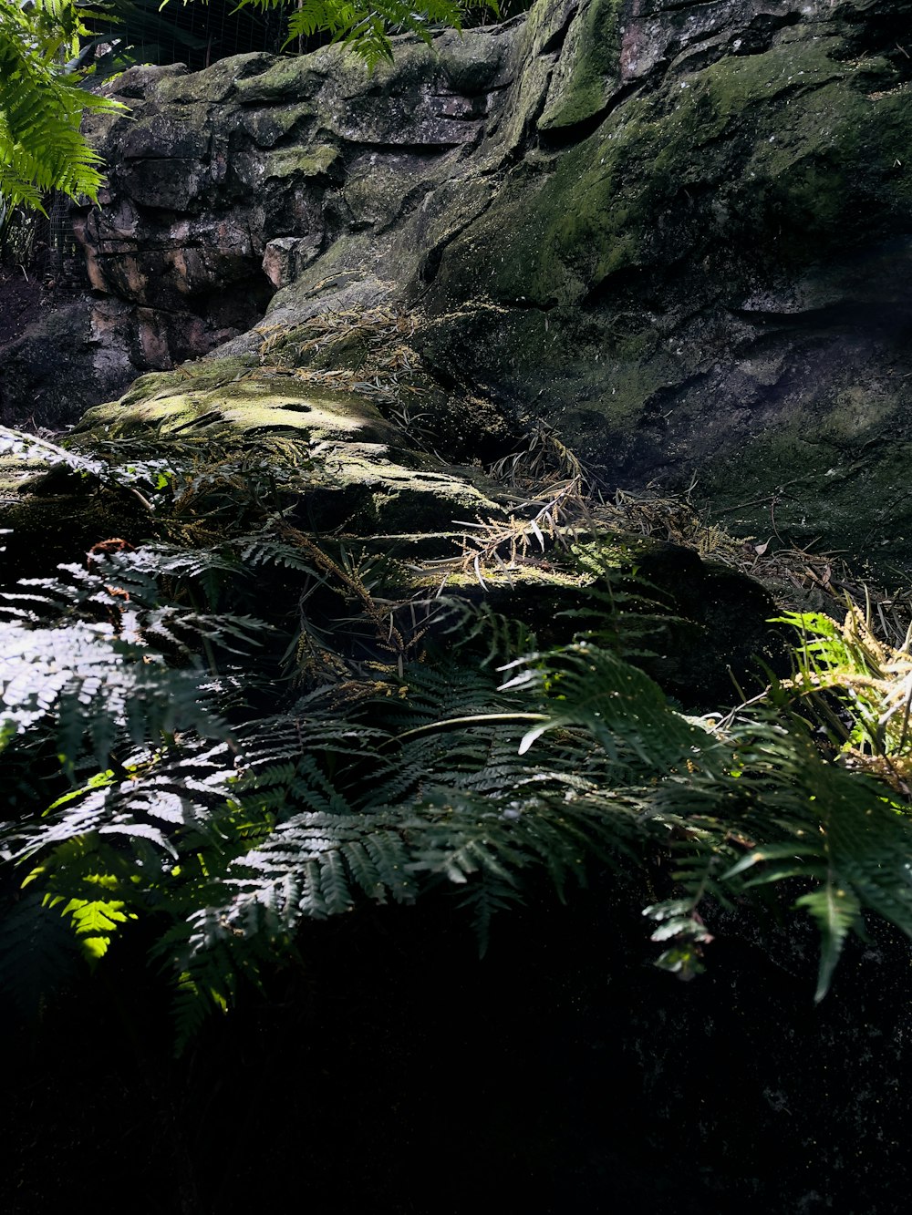 a stream running through a lush green forest