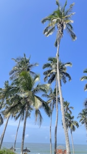 Cozy beachside villa with palm trees swaying and ocean waves in the background.