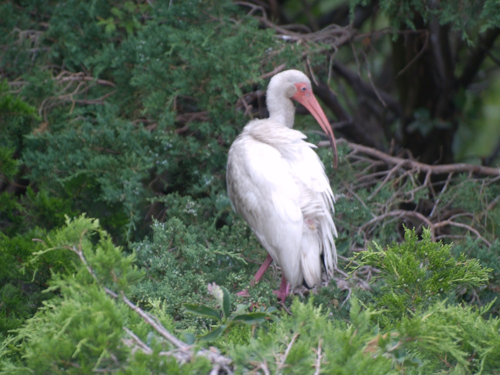 a white stork standing in the middle of a forest