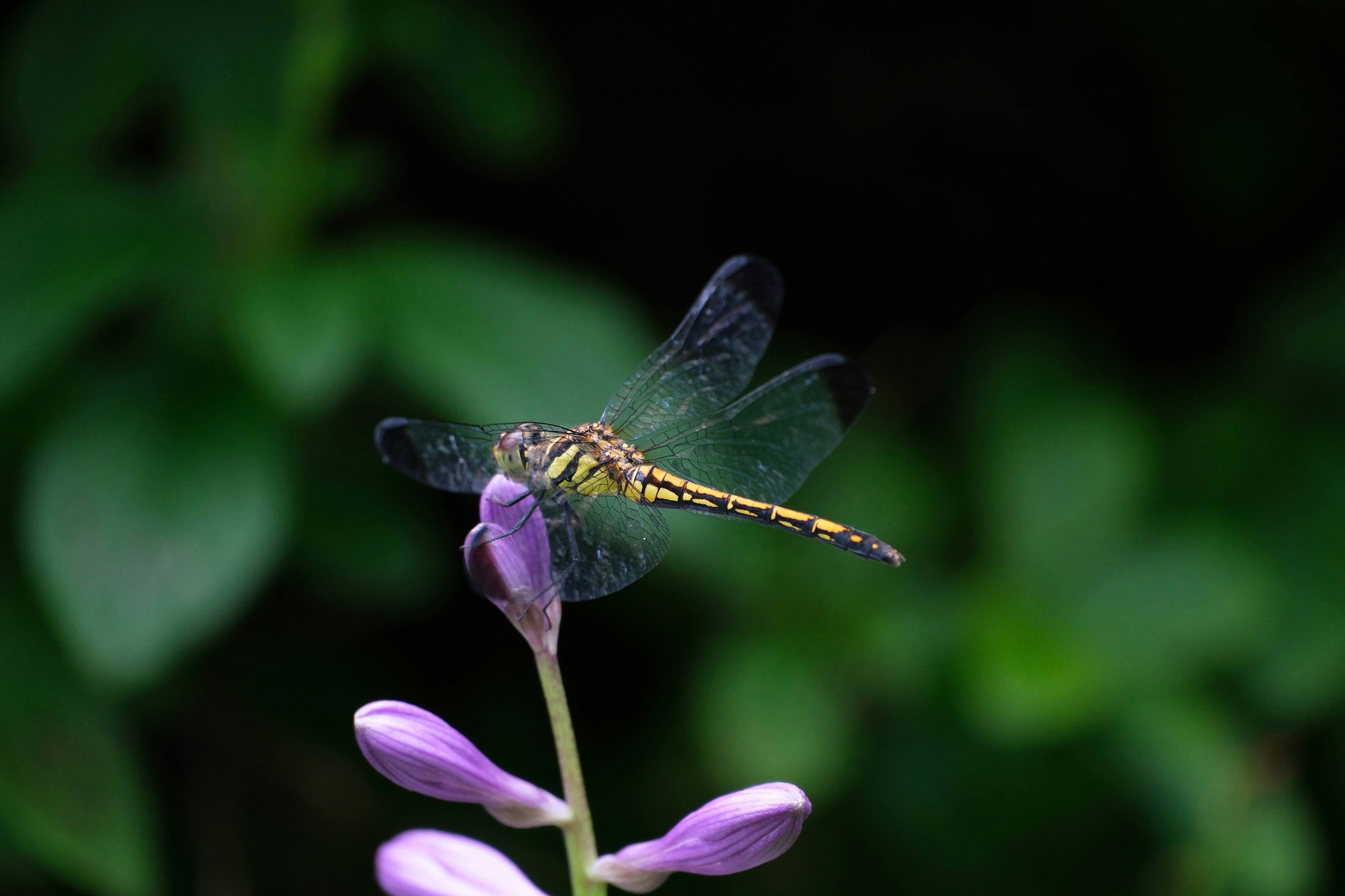 Photo by seiya_maeda