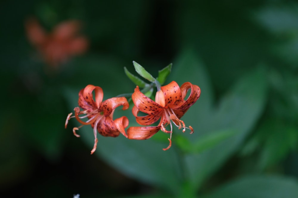 a close up of a flower with a blurry background