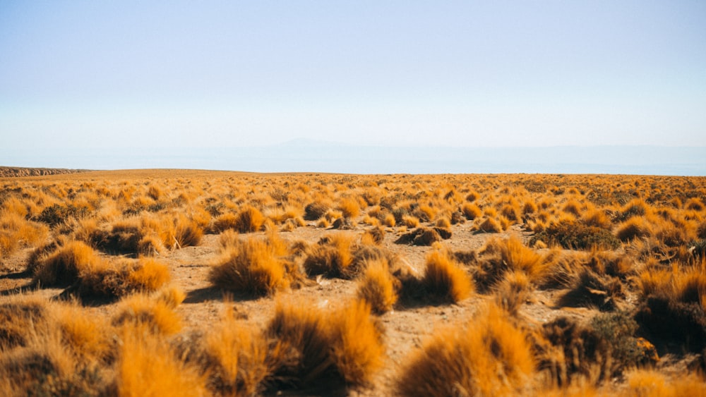 a field of grass with a blue sky in the background