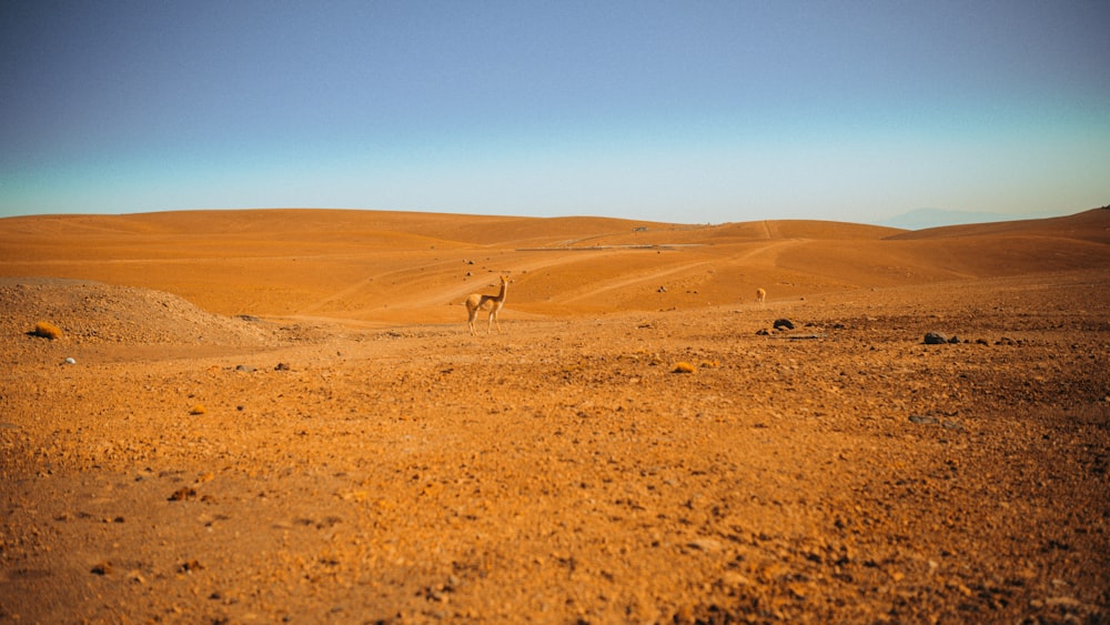 a lone animal standing in the middle of a desert