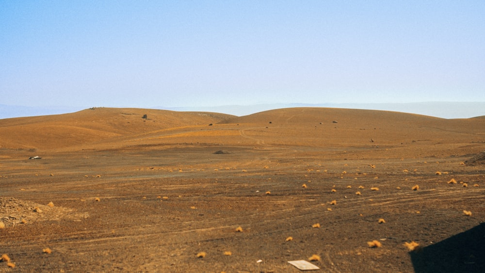 um grande campo aberto com alguns animais