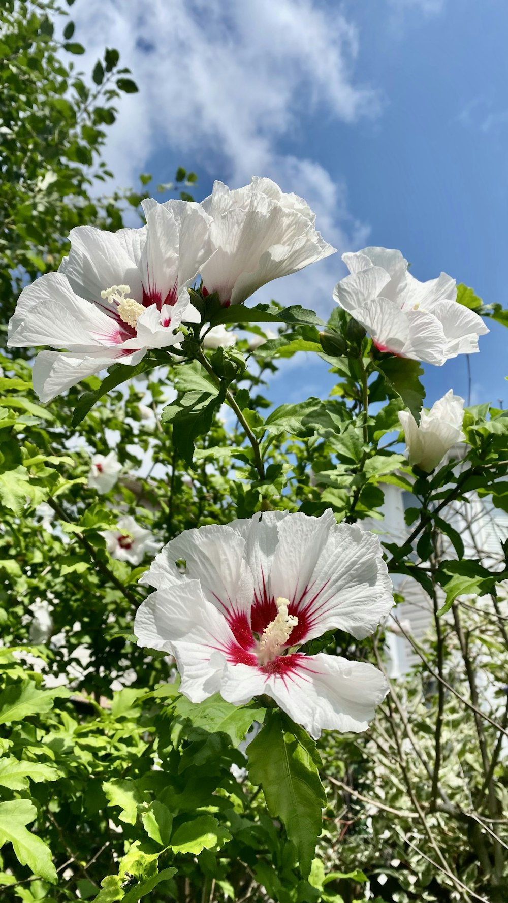 a group of white flowers with red centers