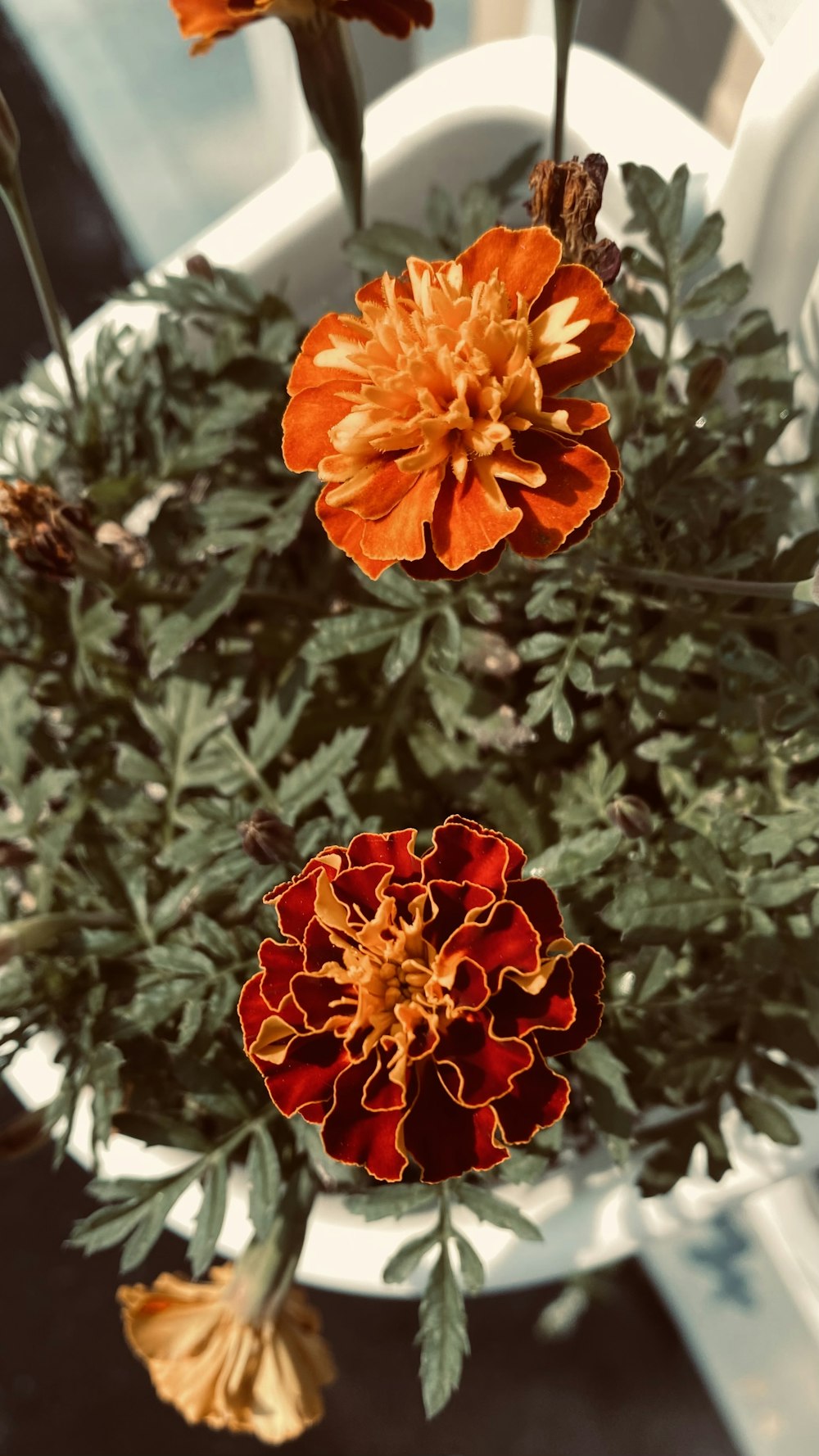 a potted plant with orange and red flowers