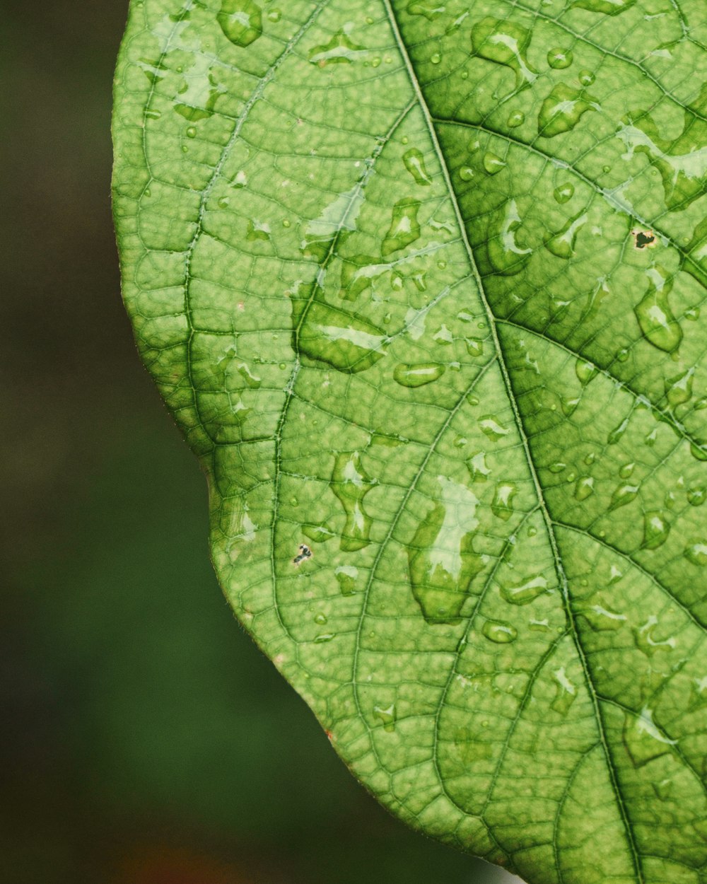 a green leaf with drops of water on it