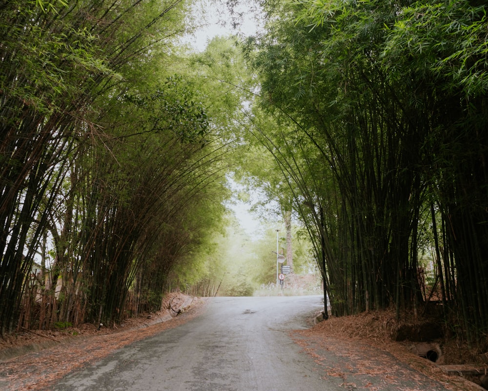 an empty road surrounded by trees in the middle of a forest