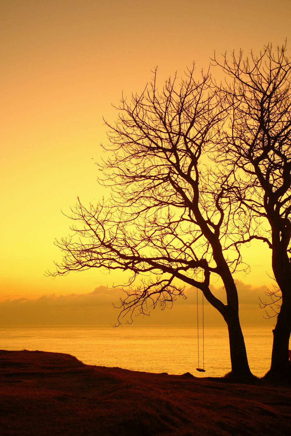 a tree with no leaves in front of a body of water