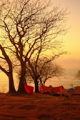 A coastal camping site at sunset, with leafless trees and orange tents set up on a dry, rocky ground. The sky is illuminated with warm hues of yellow and orange, creating a serene and peaceful atmosphere. In the background, the calm sea stretches out to the horizon, blending with the soft colors of the sky.