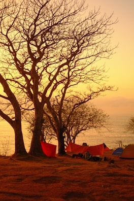 A coastal camping site at sunset, with leafless trees and orange tents set up on a dry, rocky ground. The sky is illuminated with warm hues of yellow and orange, creating a serene and peaceful atmosphere. In the background, the calm sea stretches out to the horizon, blending with the soft colors of the sky.
