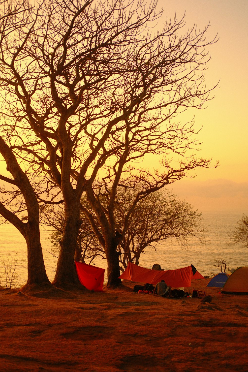 a couple of tents sitting next to a tree