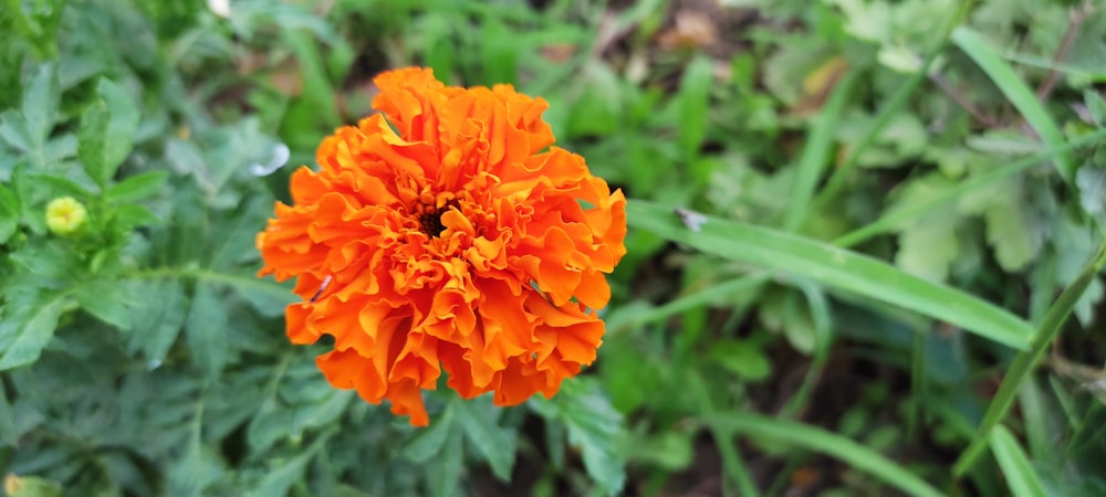 an orange flower in a field of green grass