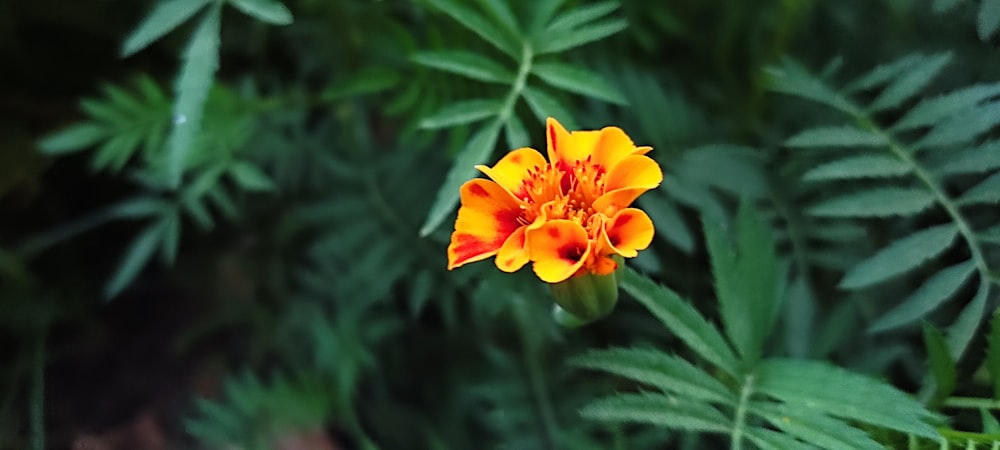 una flor amarilla y naranja con hojas verdes en el fondo