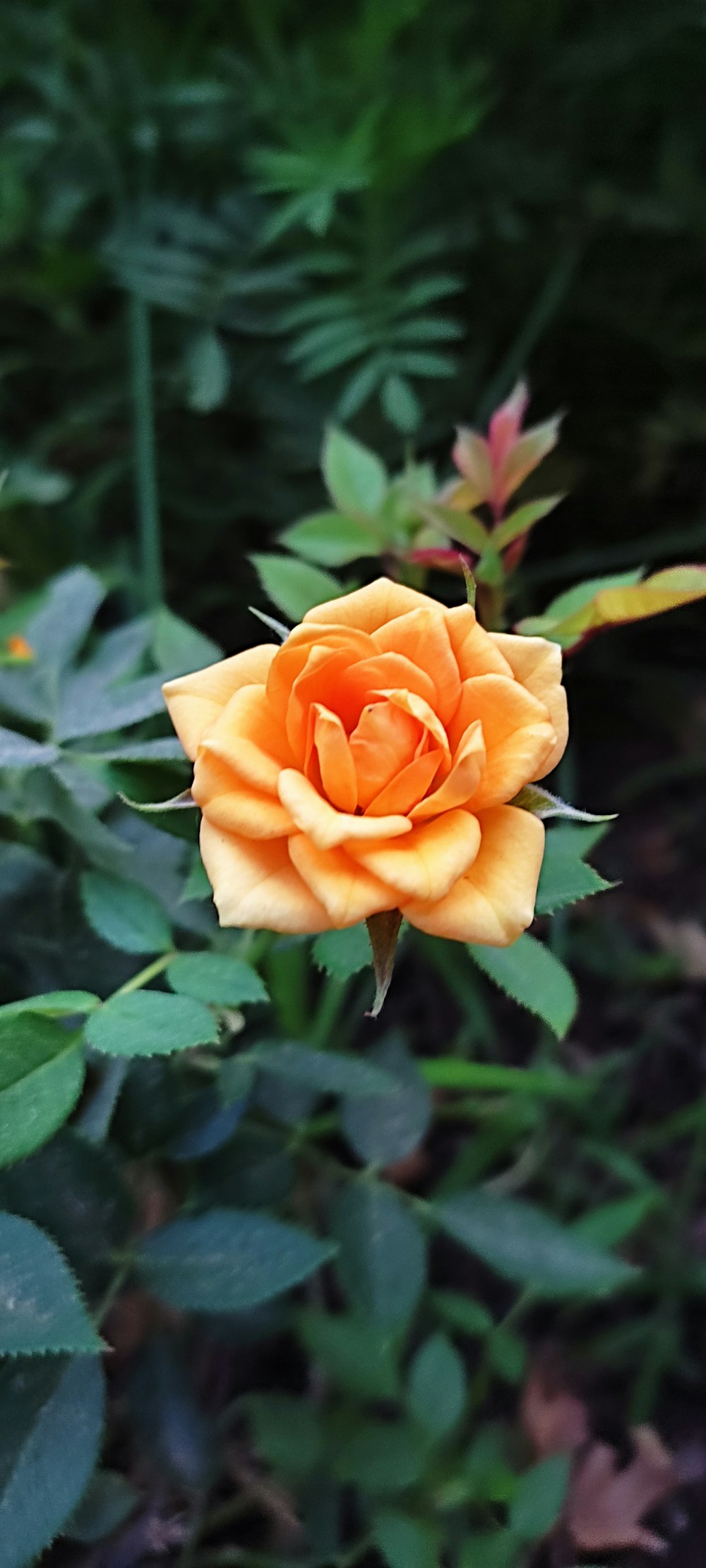 a single orange rose blooming in a garden