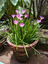 A brown terracotta pot filled with vibrant green grass-like plants, topped with clusters of delicate pink flowers. The pot is placed on a concrete surface surrounded by lush green foliage.