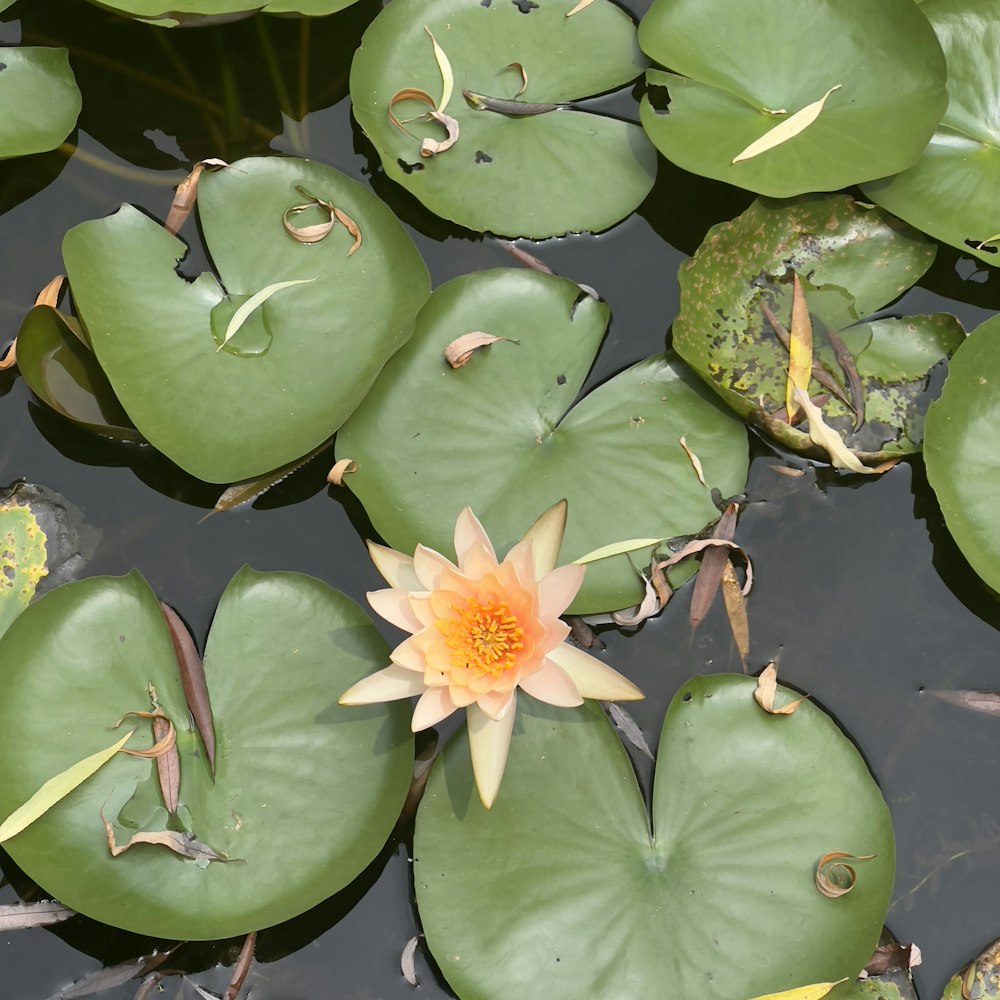 a water lily in a pond with lily pads