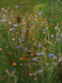 Wildflowers are in bloom with a variety of colors including shades of blue, purple, and yellow. The green stems and leaves create a lush backdrop, enhancing the overall natural beauty. The flowers are scattered across a grassy area, giving a sense of a wild and unmanicured garden.