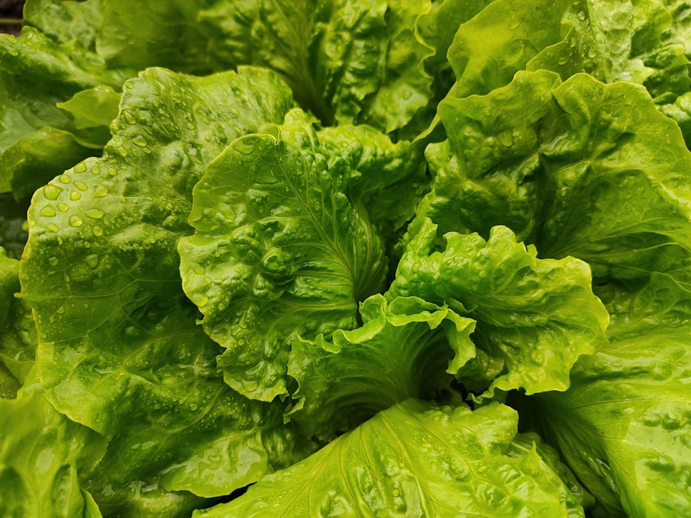a close up of a green leafy vegetable