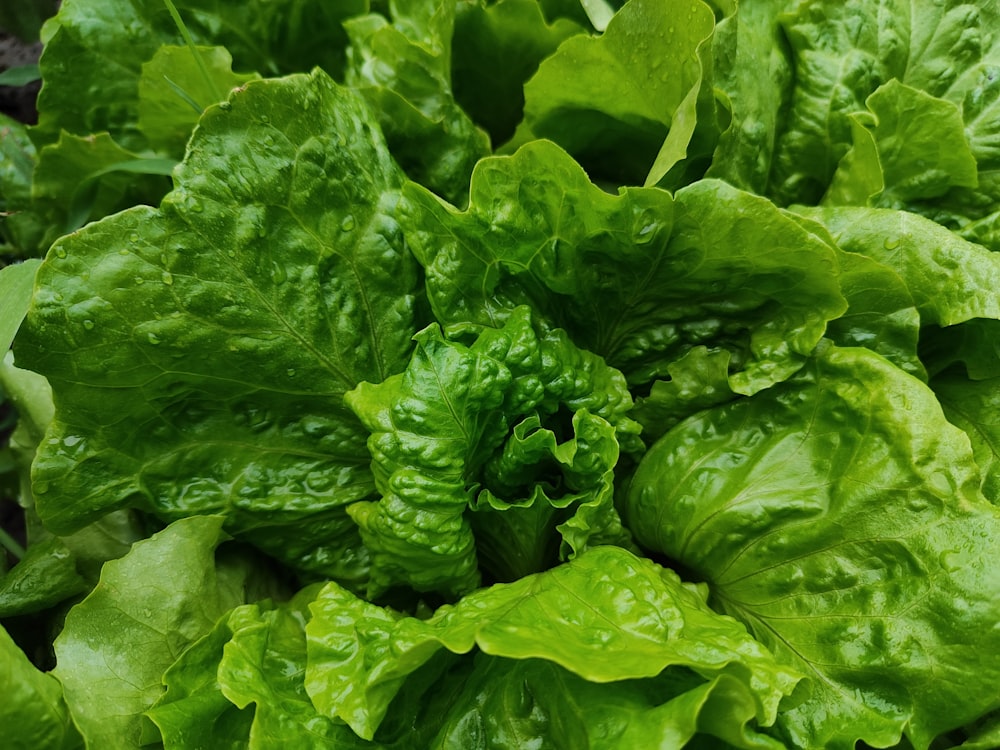 a bunch of green lettuce growing in a garden