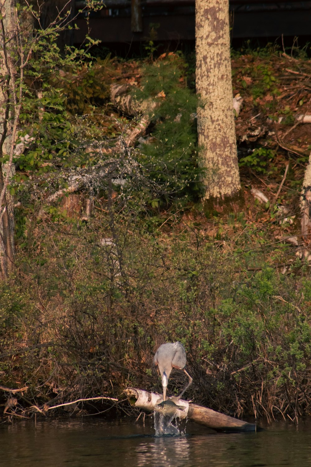 a bird standing on a log in the water