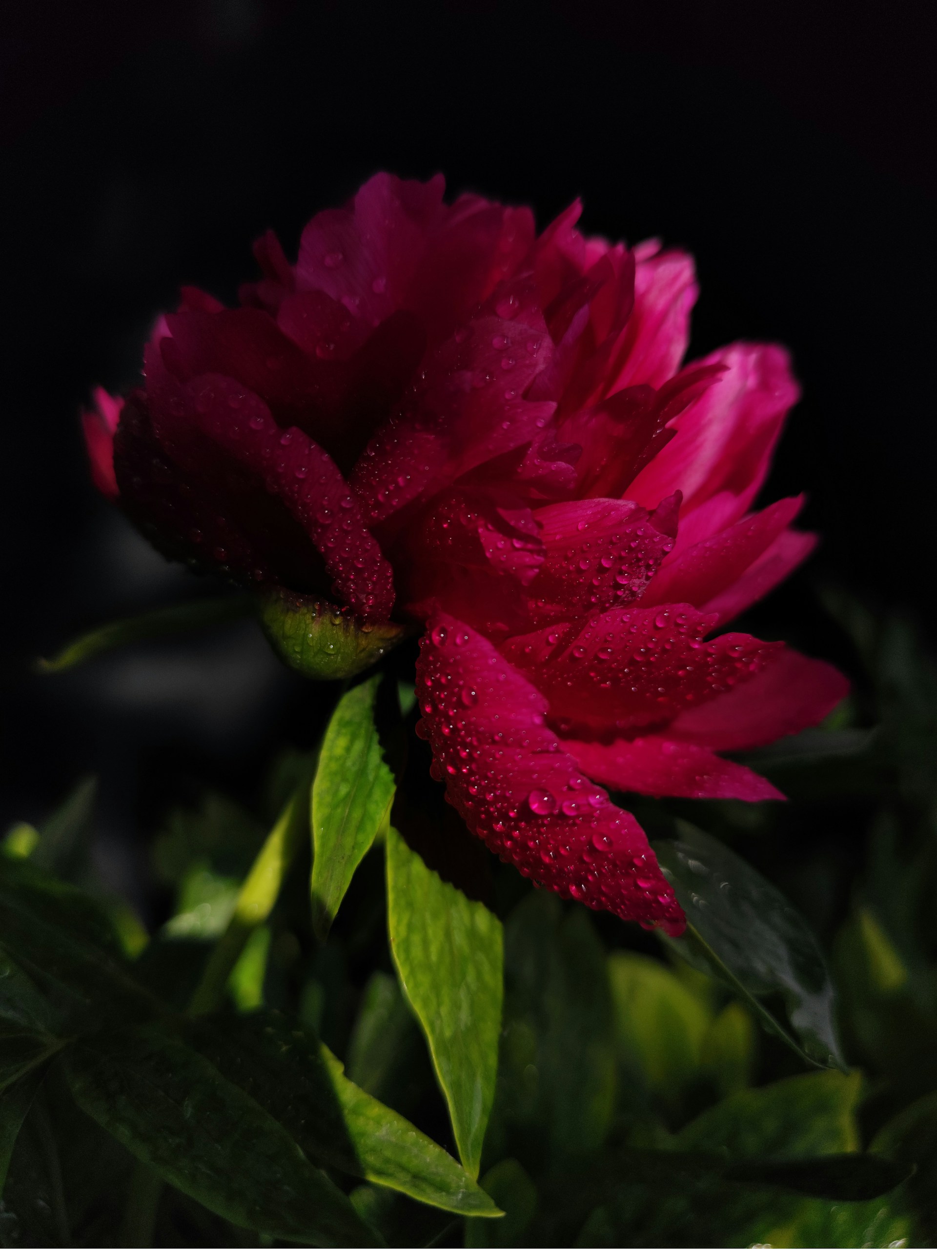 a pink flower with water droplets on it