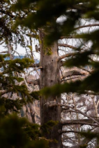 Close-up of a rare bird perched on a branch in a dense forest.
