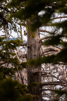 Close-up of a rare bird perched on a branch in a dense forest.