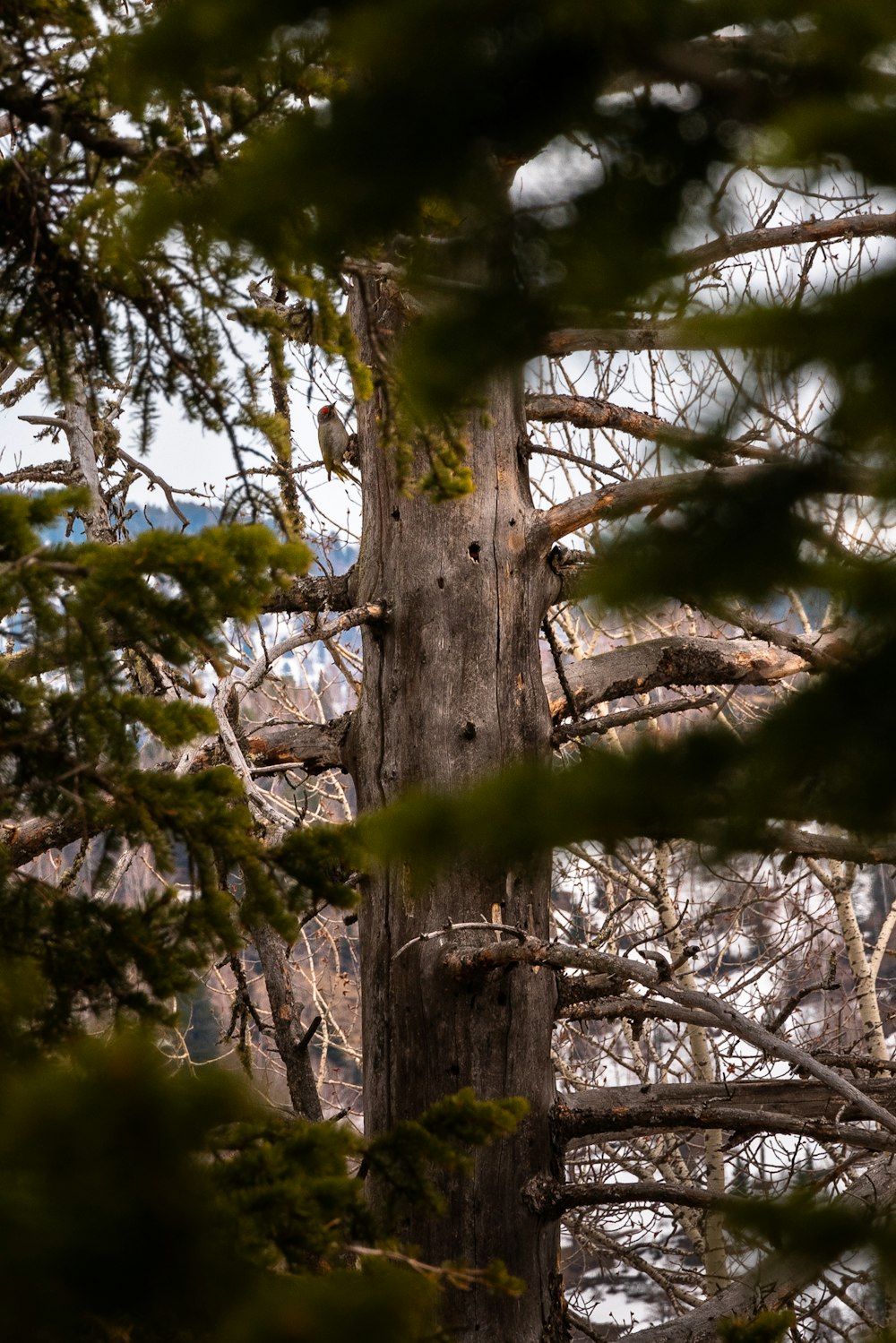 a bird perched on top of a tree in a forest