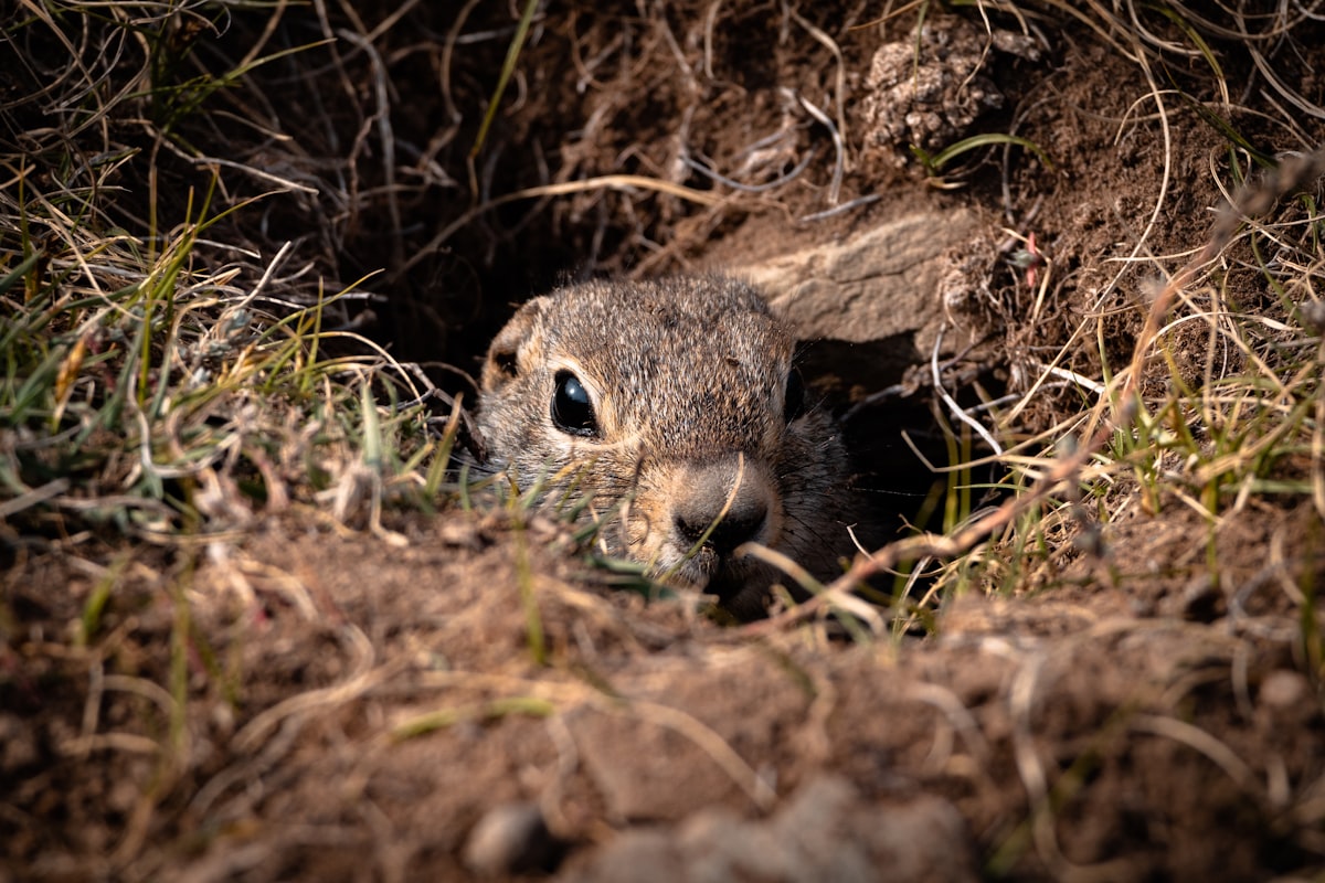 How to fill ground squirrel holes