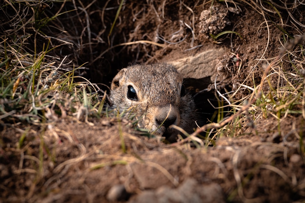 a small animal is hiding in the dirt