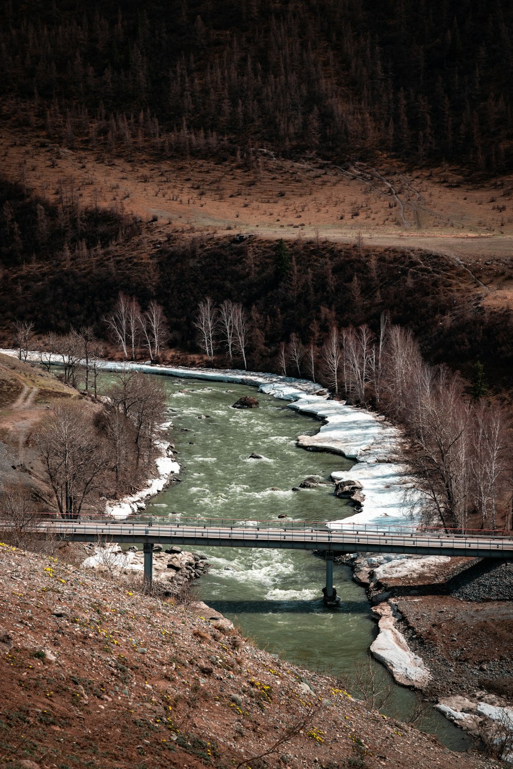 a bridge over a river in the middle of a forest