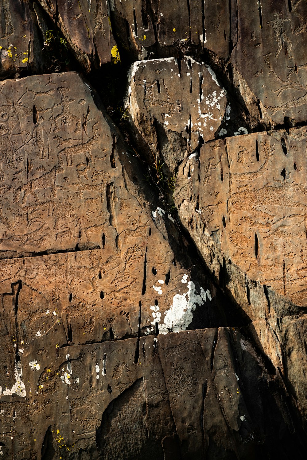 a close up of a rock with a bird on it