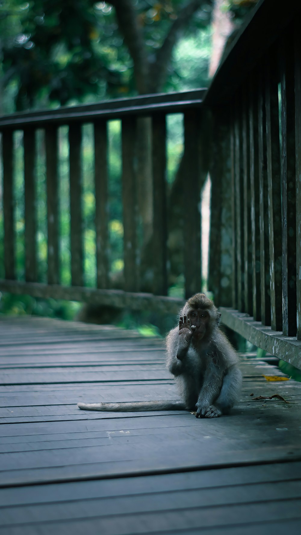 um pequeno macaco sentado em um deck de madeira