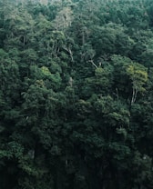A dense and lush forest composed of a variety of trees with differing heights and shades of green. The canopy is thick, with occasional tall trees protruding above the rest. The forest appears vibrant and full of life, indicating a healthy ecosystem.