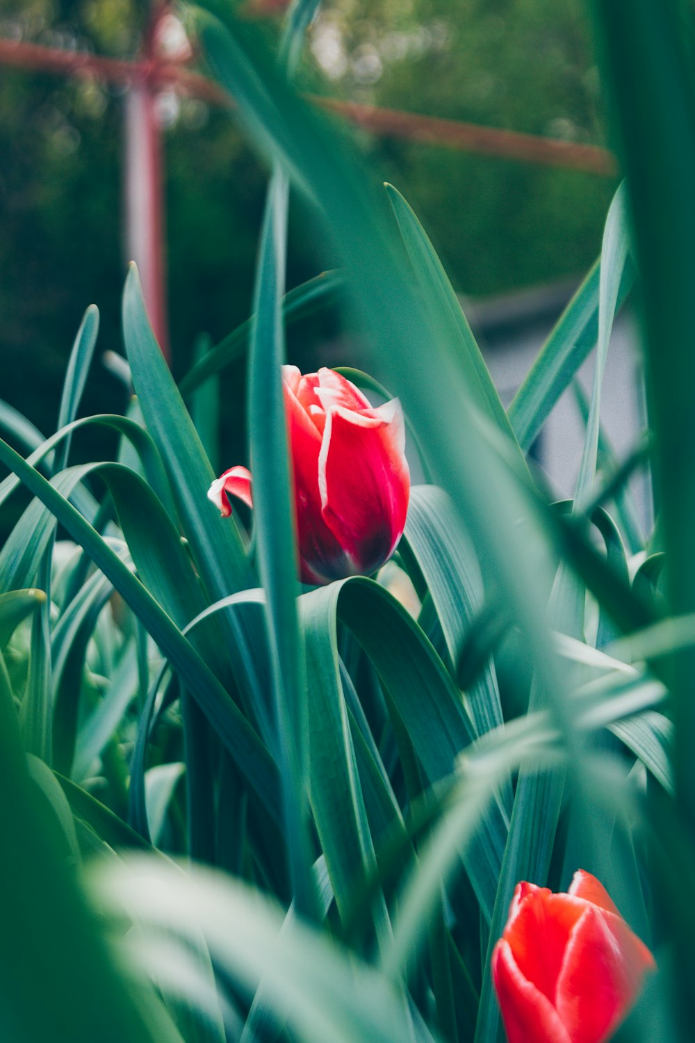 two red tulips are in the middle of a garden