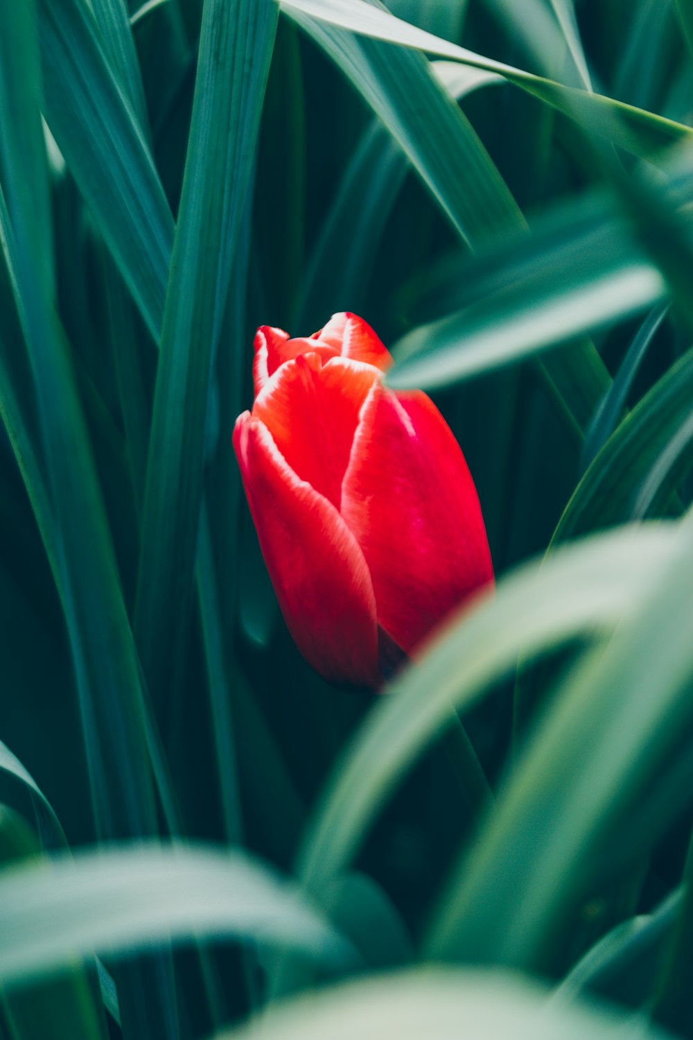 a single red tulip sitting in the middle of some tall grass