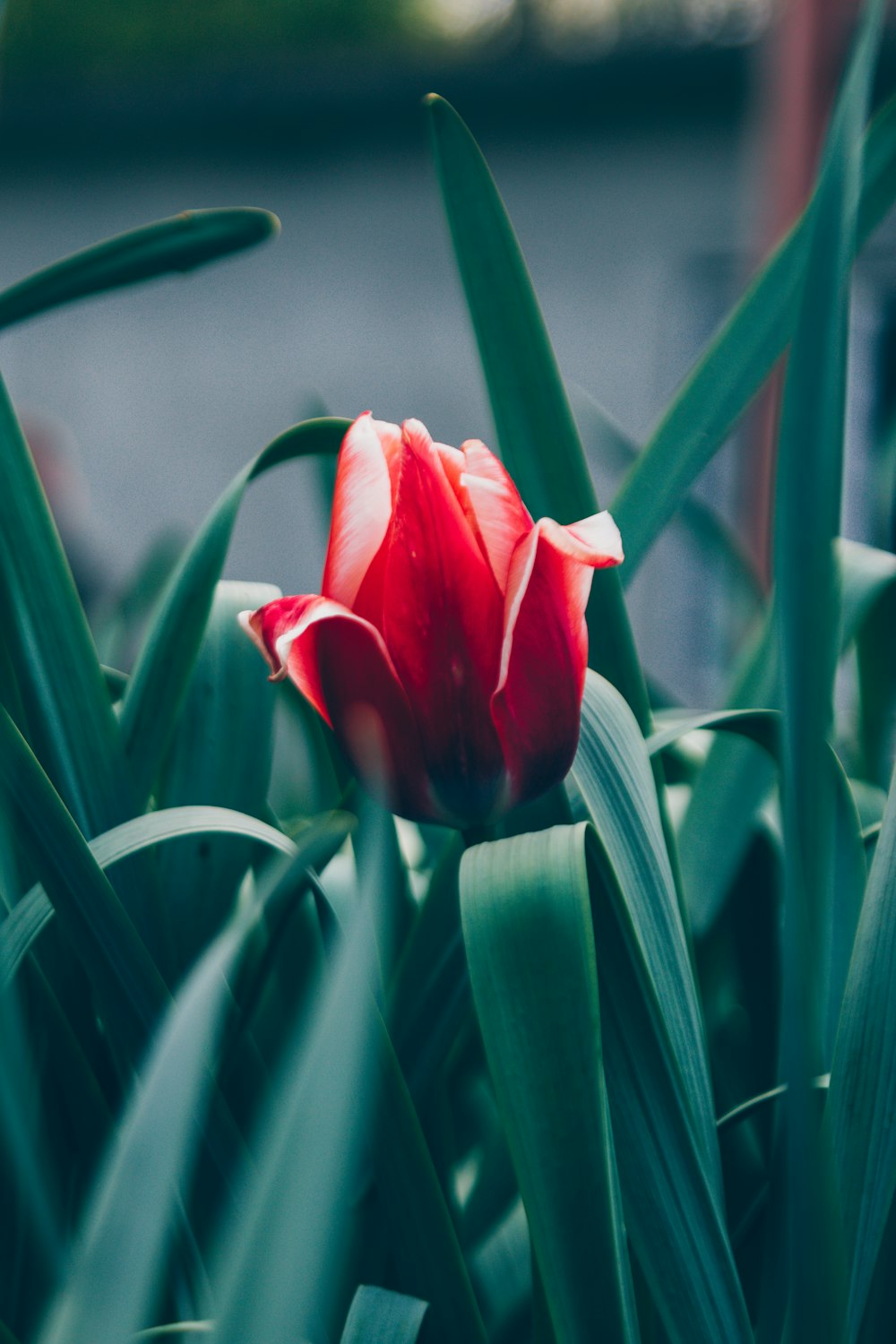 a single red tulip in the middle of some green leaves