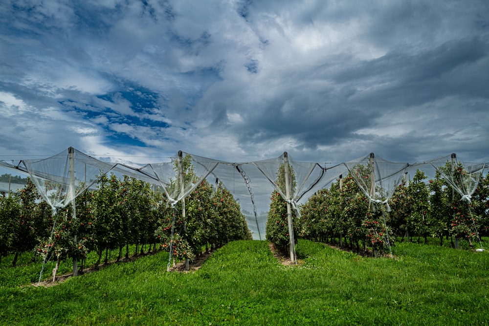 a row of apple trees with netting over them