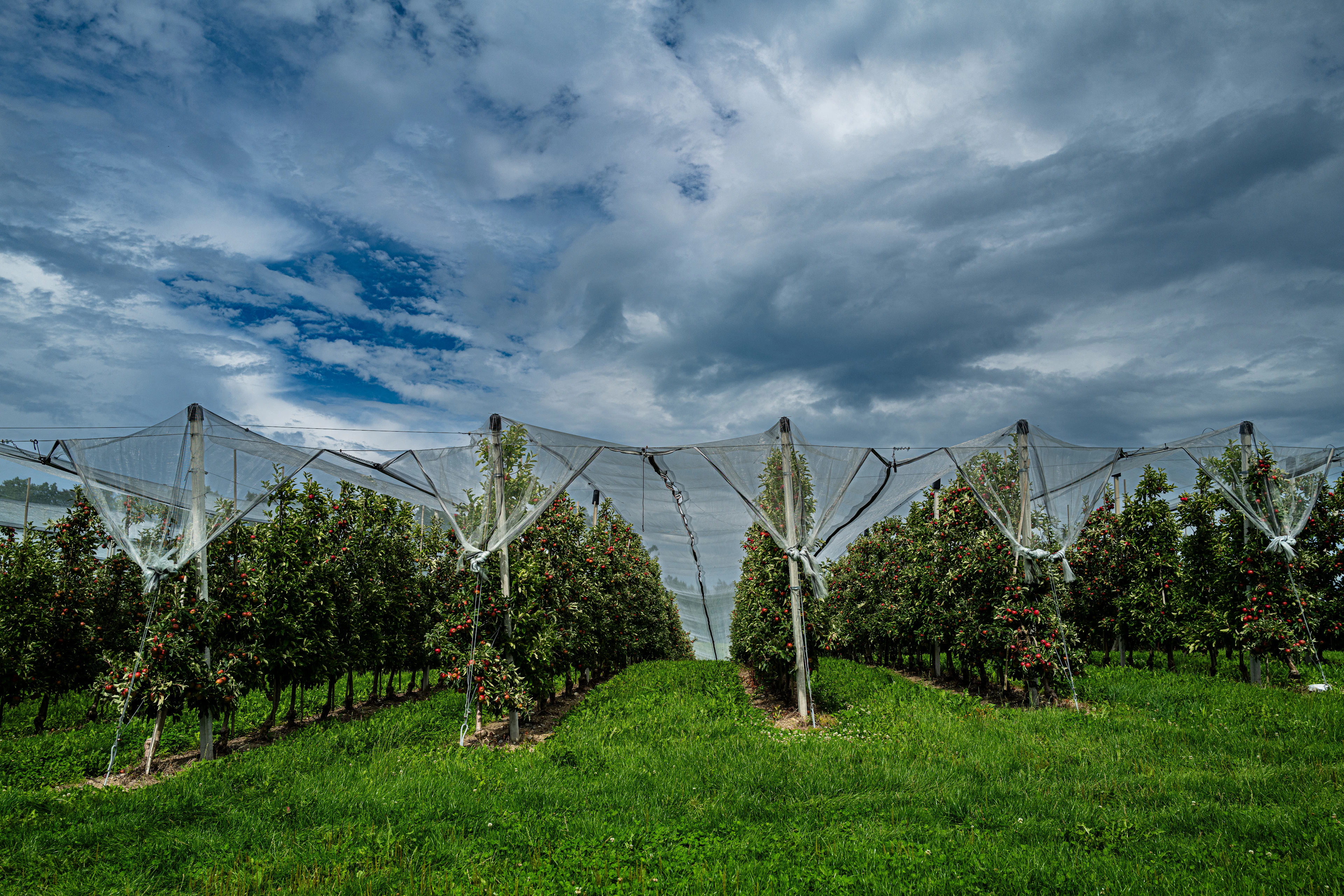 Rows of orchard trees covered with protective netting under a wide, cloudy sky