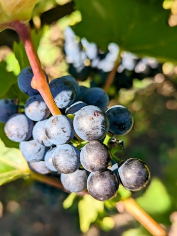 A close-up of ripe grapes hanging from a vine, glistening in the sunlight.