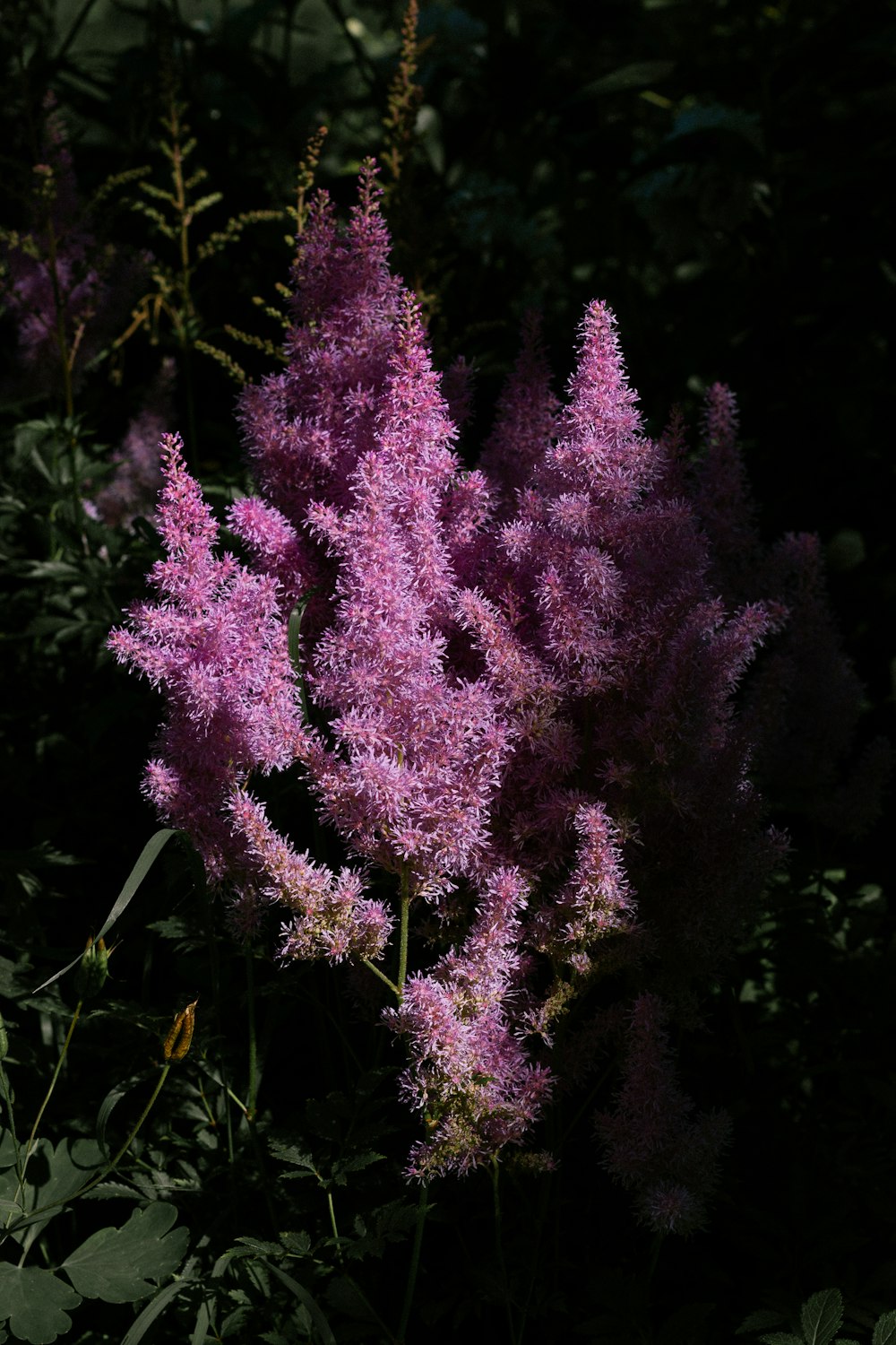 a bunch of purple flowers that are in the grass