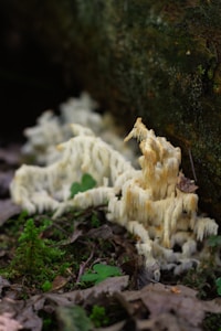 A cluster of white fungi with elongated, drooping structures grows on moist forest soil. The forest floor is covered with dried leaves, small green plants, and moss. The background features a large, dark, damp log, suggesting a natural woodland setting.
