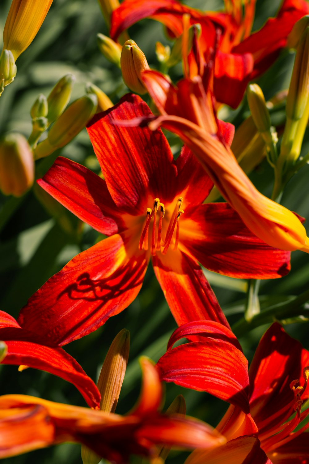 a close up of a bunch of red flowers