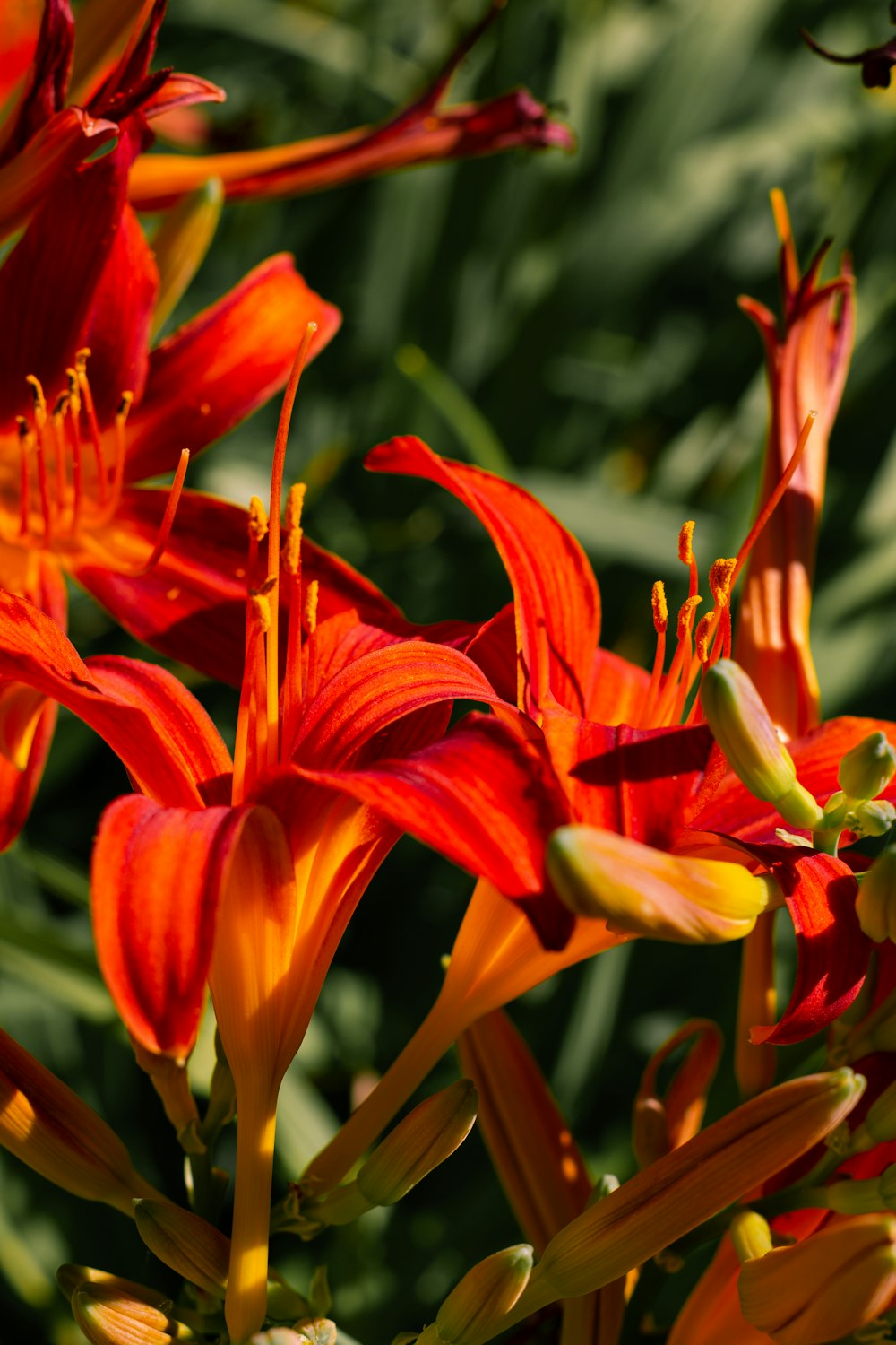 a close up of a bunch of orange flowers