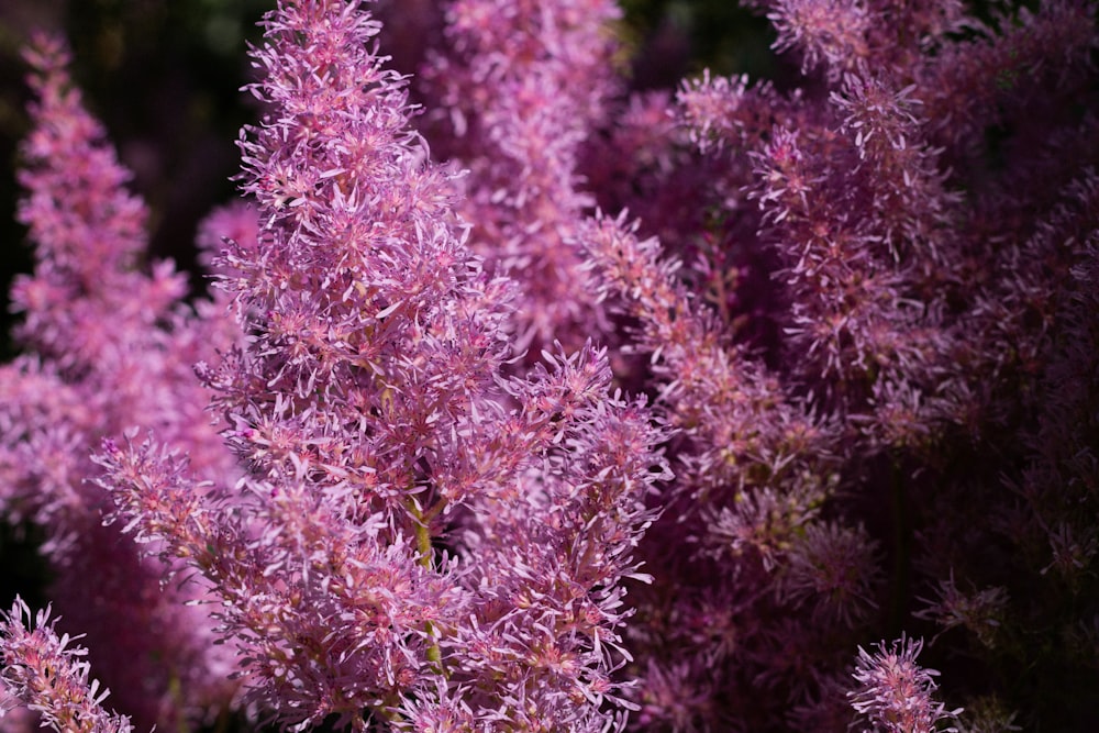 a close up of a bunch of purple flowers