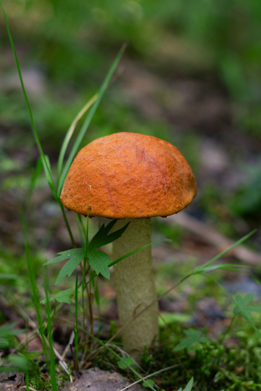 a close up of a small orange mushroom on the ground